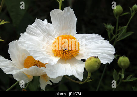 Romneya coulteri or the Californian Tree Poppy is also sometimes referred to as the Fried Egg Plant - for obvious reasons. Stock Photo