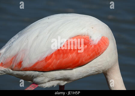 Pink Wing of Pink Flamingo or Greater Flamingo, Phoenicopterus ruber, Camargue France Stock Photo