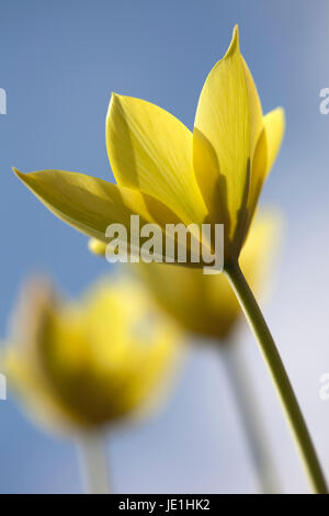 Tulipa 'Honky Tonk' Stock Photo