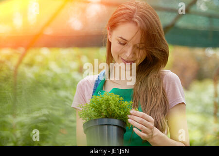 Young gardener woman standing with potted plant and looking at camera in hothouse. Stock Photo
