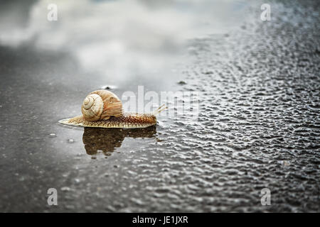 Snail crosses wet street after the rain, shallow depth of field. Stock Photo