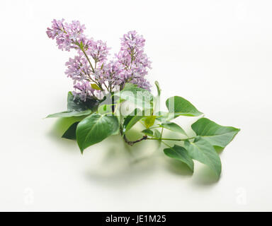 Blooming purple lilac flowers on white background. Stock Photo