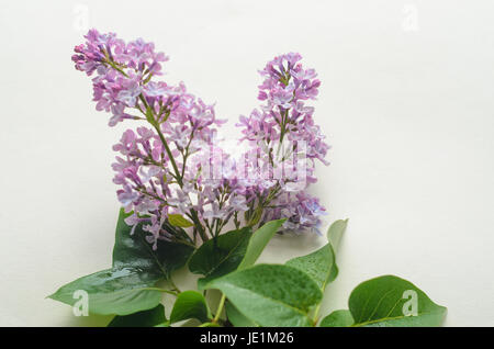 Blooming purple lilac flowers on white background. Stock Photo