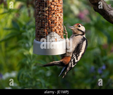 Juvenile Great Spotted Woodpecker Dendrocopos major Illuminated by Late Evening Light on Peanut Feeder UK Stock Photo