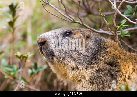 detailed outdoor portrait of natural alpine groundhog (Marmota monax) Stock Photo