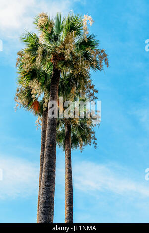 Green Palm Trees On Blue Sky Stock Photo