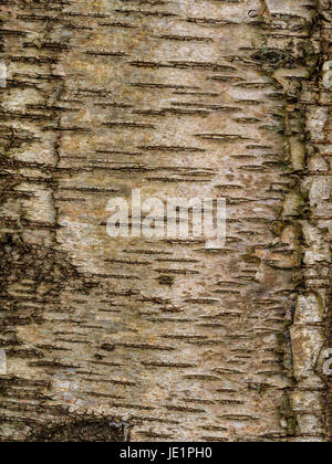 Texture of tree bark, background pattern in portrait format. Stock Photo