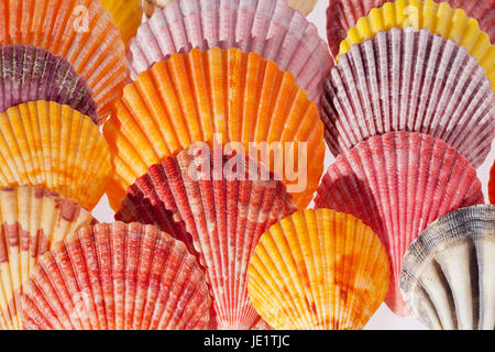 collection of various colorful seashells on black  background Stock Photo