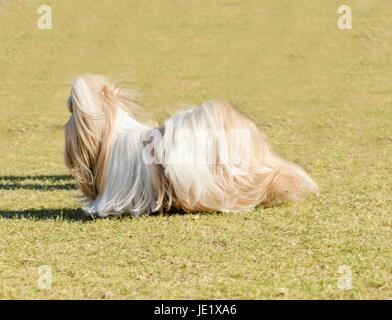 A small young light brown, black and white tan Shih Tzu dog with a long silky coat and braided head coat running on the grass. Stock Photo