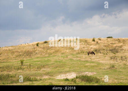 Wildpferd auf einem geschützten Bereich im Süden Langelands Stock Photo