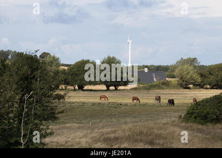 Wildpferde grasen auf einer Weide im Süden Langelands bei Bagenkop Stock Photo