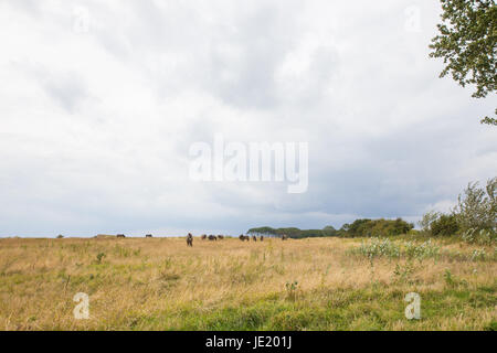 Eine Gruppe von Wildpferden auf einer Weide in der Nähe von Bagenkop, Langeland Stock Photo