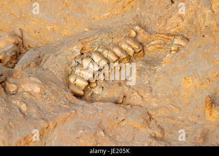 Five million year old fossil jaw bone of an extinct short-necked