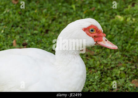 portrait of a musk duck walking in the grass Stock Photo