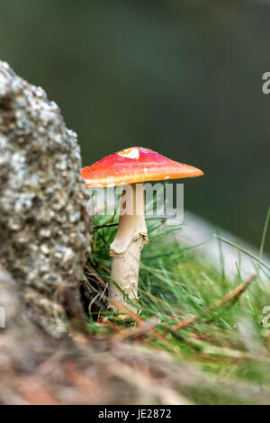 Young Caesar's Mushrooms in autumn forest Stock Photo