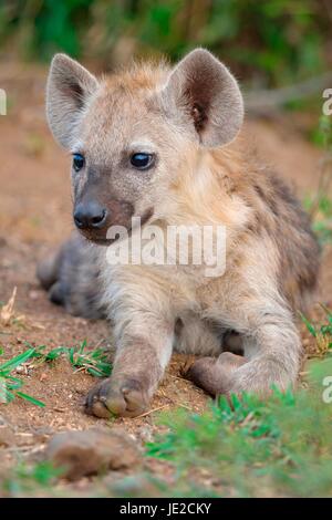 Spotted hyena or Laughing hyena (Crocuta crocuta), young lying, Kruger National Park, South Africa Stock Photo