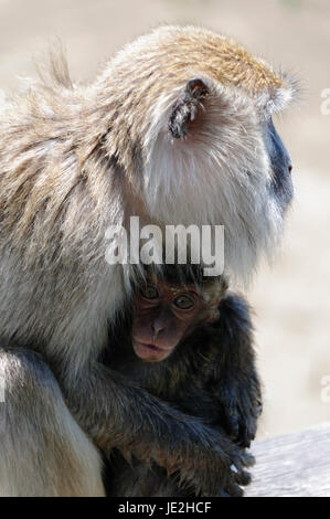 Makaken Mutter mit ihrem Jungtier. Das Jungtier blickt in die Kamera, Borneo. Stock Photo