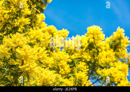 Yellow blooming of mimosa tree in spring. Blue sky as a background Stock Photo