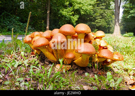 Many Nameko mushrooms on a tree stump at the roadside Stock Photo