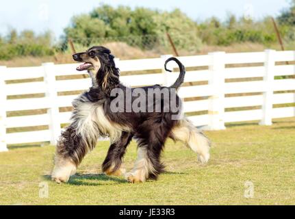 A profile view of a healthy beautiful grizzle, black and tan, Afghan Hound walking on the grass looking happy and cheerful. Persian Greyhound dogs are slim and slender with a long narrow head, long silky coat and curly tail. Stock Photo