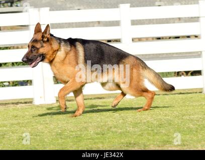 A young, beautiful, black and tan German Shepherd Dog walking on the grass while looking happy and playful. The Alsatian aka Berger Allemand, is a very good security dog often used by the police and military. Stock Photo