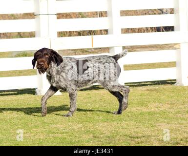 A young, beautiful, liver, black and white ticked German Wirehaired Pointer dog walking on the grass. The Drahthaar has a distinctive eyebrows, beard and whiskers and straight harsh wiry coat. Stock Photo