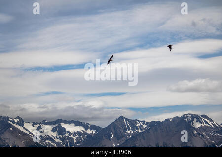 Chilean Skua Bird flying over Mountains in Beagle Channel - Ushuaia, Tierra del Fuego, Argentina Stock Photo