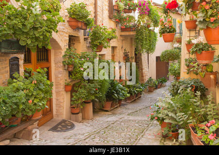 Street decorated with plants and flowers in the historic Italian city. (Spello, Umbria, Italy.) Horizontally. Stock Photo