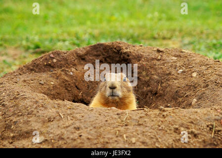 Präriehund / Prairie Dog  (Cynomys) Stock Photo