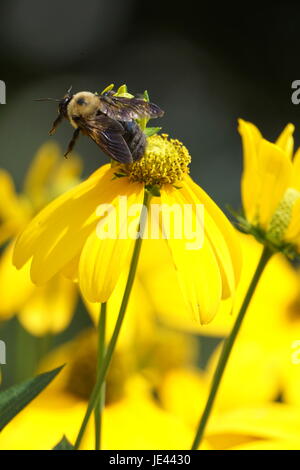 Close-up of bee pollinating yellow flower Stock Photo
