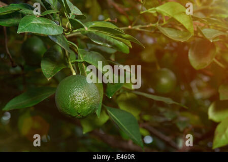One lemon hanging on tree. Green lime fruit on tree Stock Photo