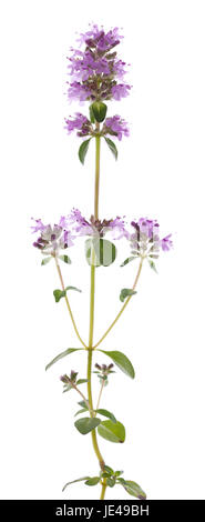 purple little thyme (Thymus pulegioides) on white background Stock Photo