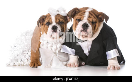 dog bride and groom puppies Stock Photo