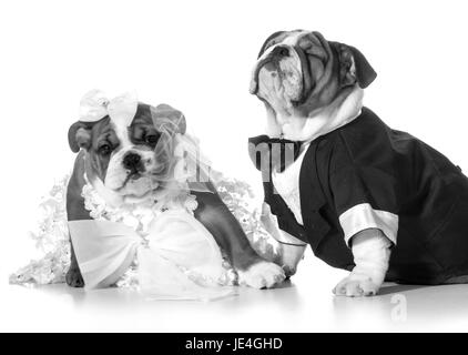 dog bride and groom puppies Stock Photo