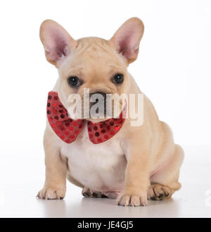 french bulldog wearing red bowtie looking at viewer on white background Stock Photo