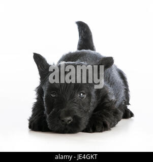 tired puppy - scottish terrier puppy laying down resting on white background Stock Photo