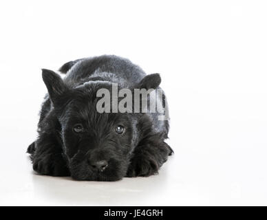 tired puppy - scottish terrier puppy laying down resting on white background Stock Photo