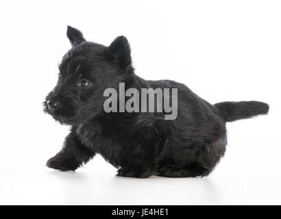 scottish terrier puppy  on white background - 6 weeks old Stock Photo