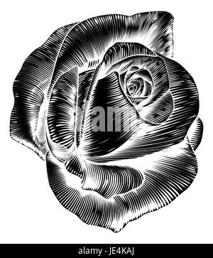 A Rose flower in a vintage retro engraved etching woodcut style