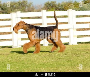 A profile view of a black and tan Airedale Terrier dog walking on the grass, looking happy. It is known as the king of terriers as it is the largest breed of terriers and for being very intelligent, independent, strong-minded, stoic, and sometimes stubborn Stock Photo