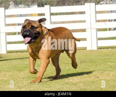 A portrait view of a young, beautiful red fawn, medium sized Bullmastiff dog walking on the grass. The Bullmastiff is a powerfully built animal with great intelligence and a willingness to please. Stock Photo