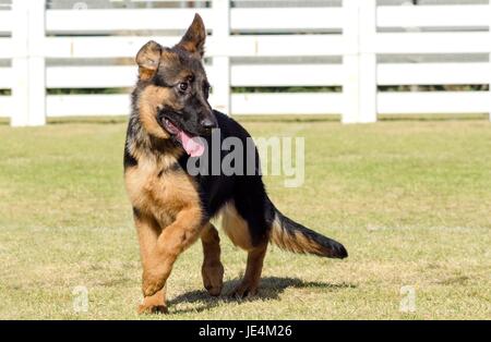 A young, beautiful, black and tan German Shepherd Dog puppy walking on the grass while looking happy and playful. The Alsatian aka Berger Allemand, is a very good security dog often used by the police and military. Stock Photo