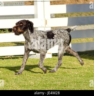 A young, beautiful, liver, black and white ticked German Wirehaired Pointer dog walking on the grass. The Drahthaar has a distinctive eyebrows, beard and whiskers and straight harsh wiry coat. Stock Photo