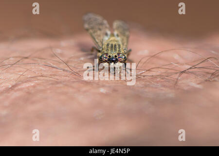 Horsefly biting human skin. Notch-horned Cleg or cleg fly (Haematopota pluvialis) piercing man's arm with mouthparts. Insect in the family Tabanidae Stock Photo