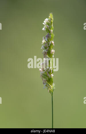 Crested dog's-tail (Cynosurus cristatus) grass in flower. Panicle of plant in the family Poaceae showing stamens of flower in a British meadow Stock Photo