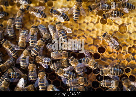 Macro shot of bees swarming on a honeycomb Stock Photo