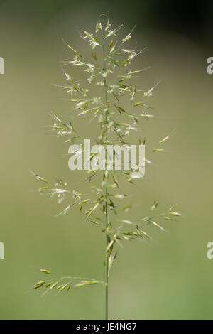 Yellow oat-grass (Trisetum flavescens) in flower. Inflorescence of perennial plant in the family Poaceae, growing in British grassland Stock Photo