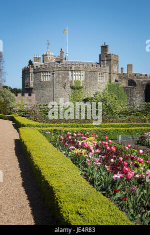 Pink tulips and burgundy wallflowers flowering in a large potager garden growing flowers and vegetables for the castle in Walmer Kent UK Stock Photo