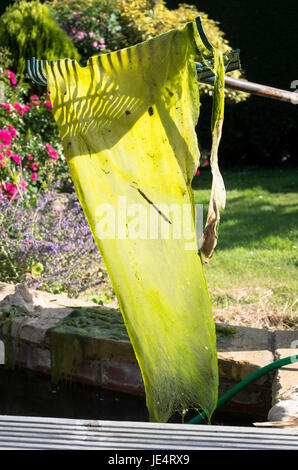 Removing blanket weed from a small garden pool in mid-summer in UK Stock Photo