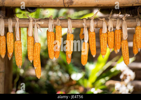 Ripe dried corn cobs hanging on wooden wall. Stock Photo